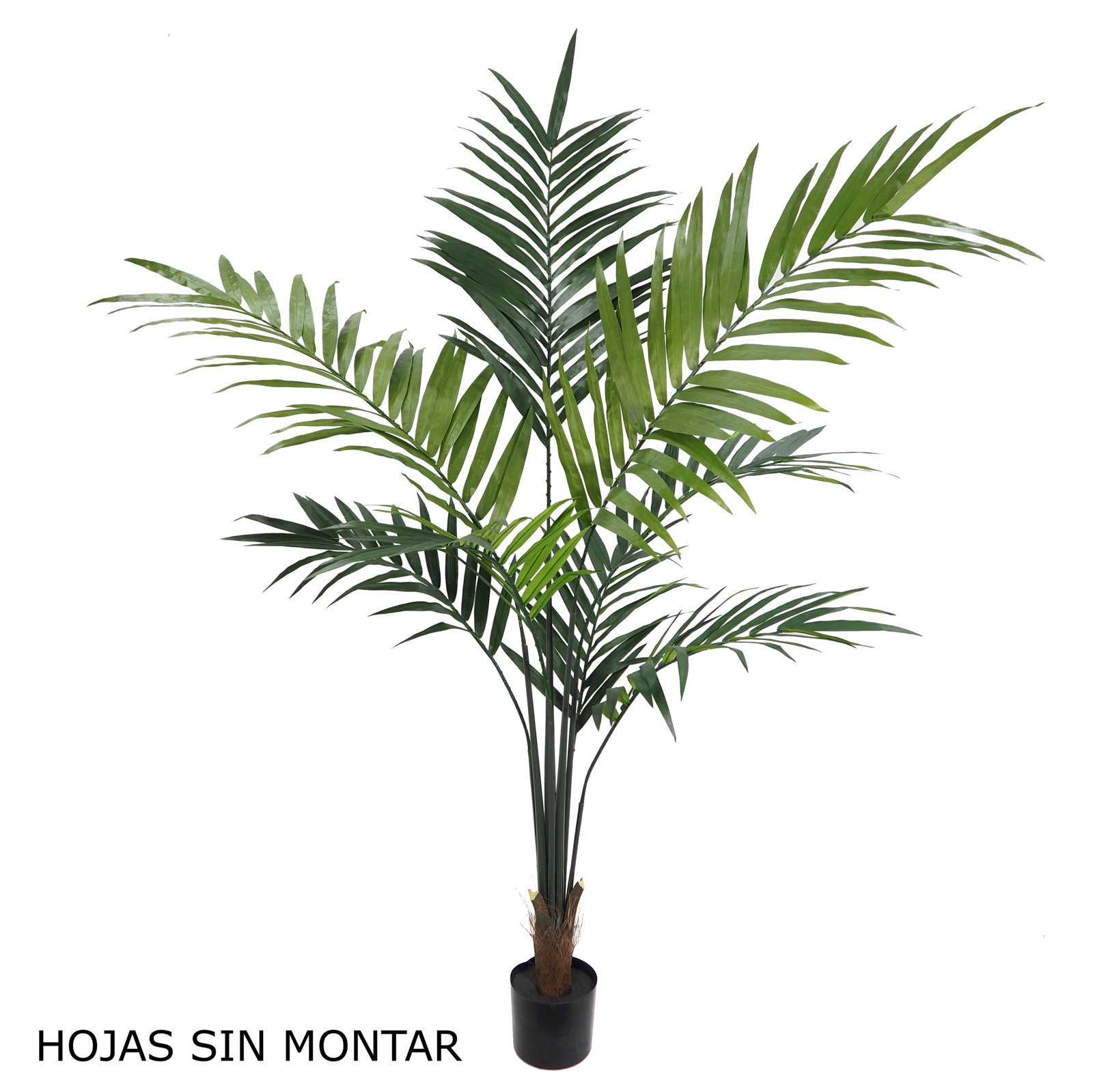 4000320 Kentia Tropic sin montar con maceta - 210cm - Imagen 1
