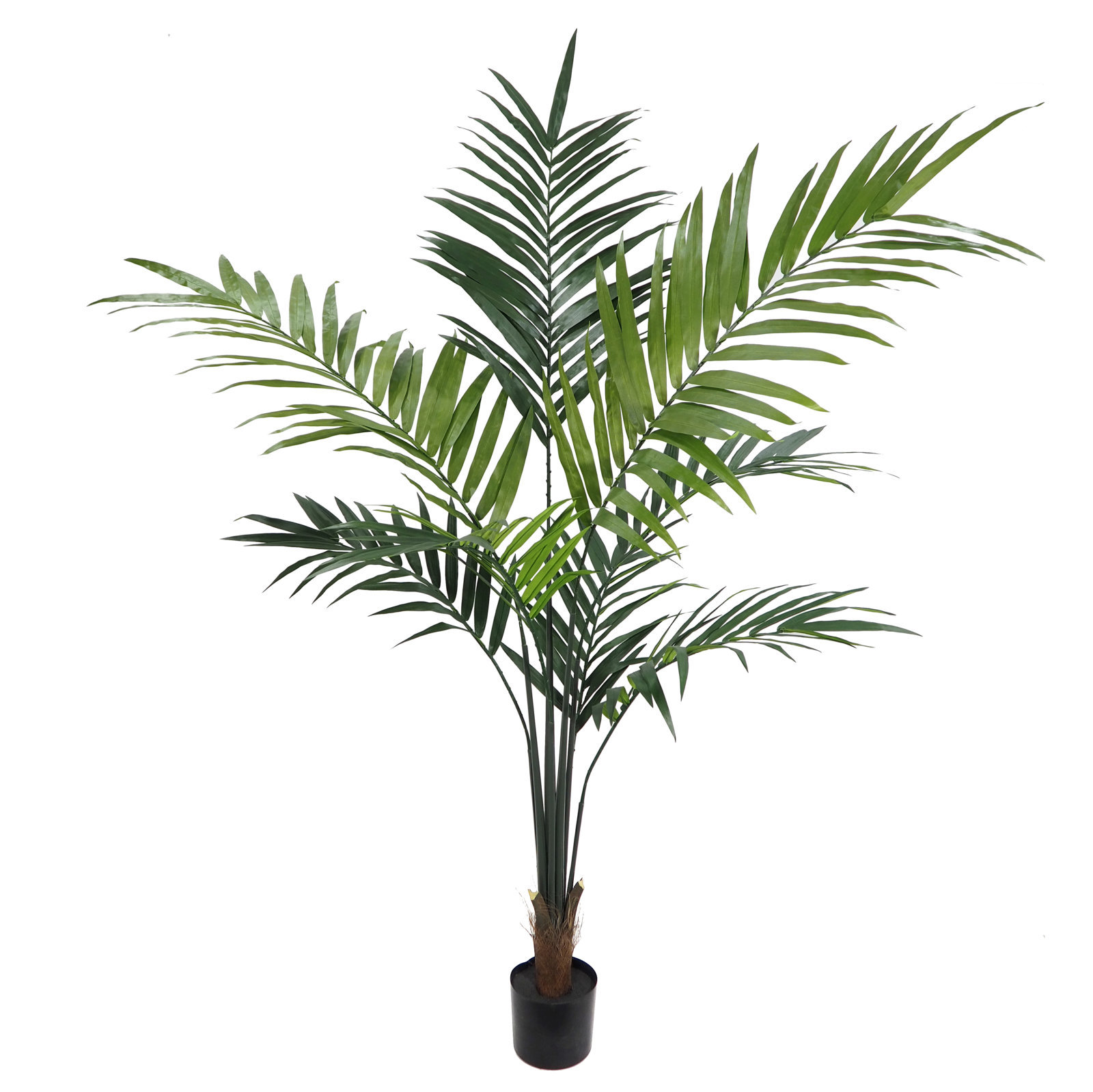 4000320A Kentia Tropic montada con maceta - 210cm - Imagen 1