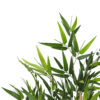 Bambu Oriental redondo - 210cm - Imagen 2