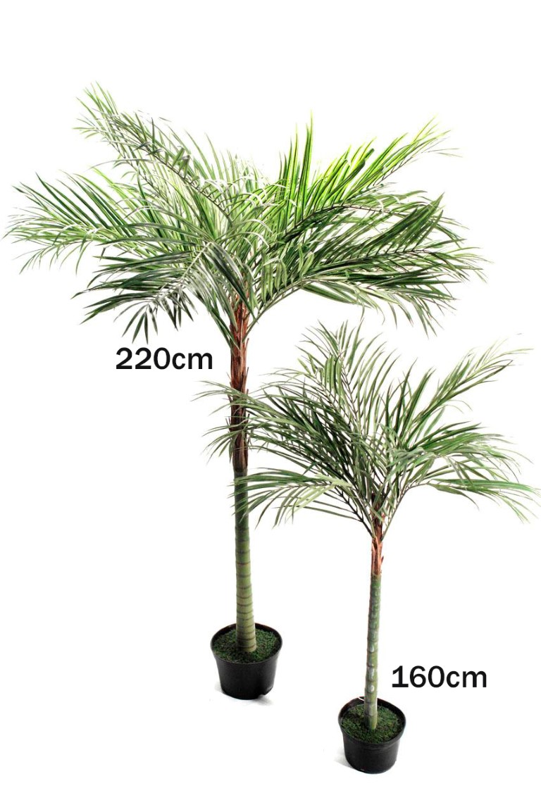 4000632a.jpg Areca Tropical con maceta - 220cm - Imagen 1