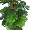 Costilla de Adan verde con maceta - 180cm - Imagen 2
