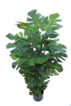 Costilla de Adan verde con maceta - 120cm - Imagen 2