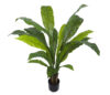 Asplenium con maceta - 105cm - Imagen 2
