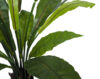 Asplenium con maceta - 105cm - Imagen 3