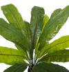Asplenium con maceta - 105cm - Imagen 4