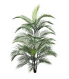 Areca Salvaje sin maceta - 120cm