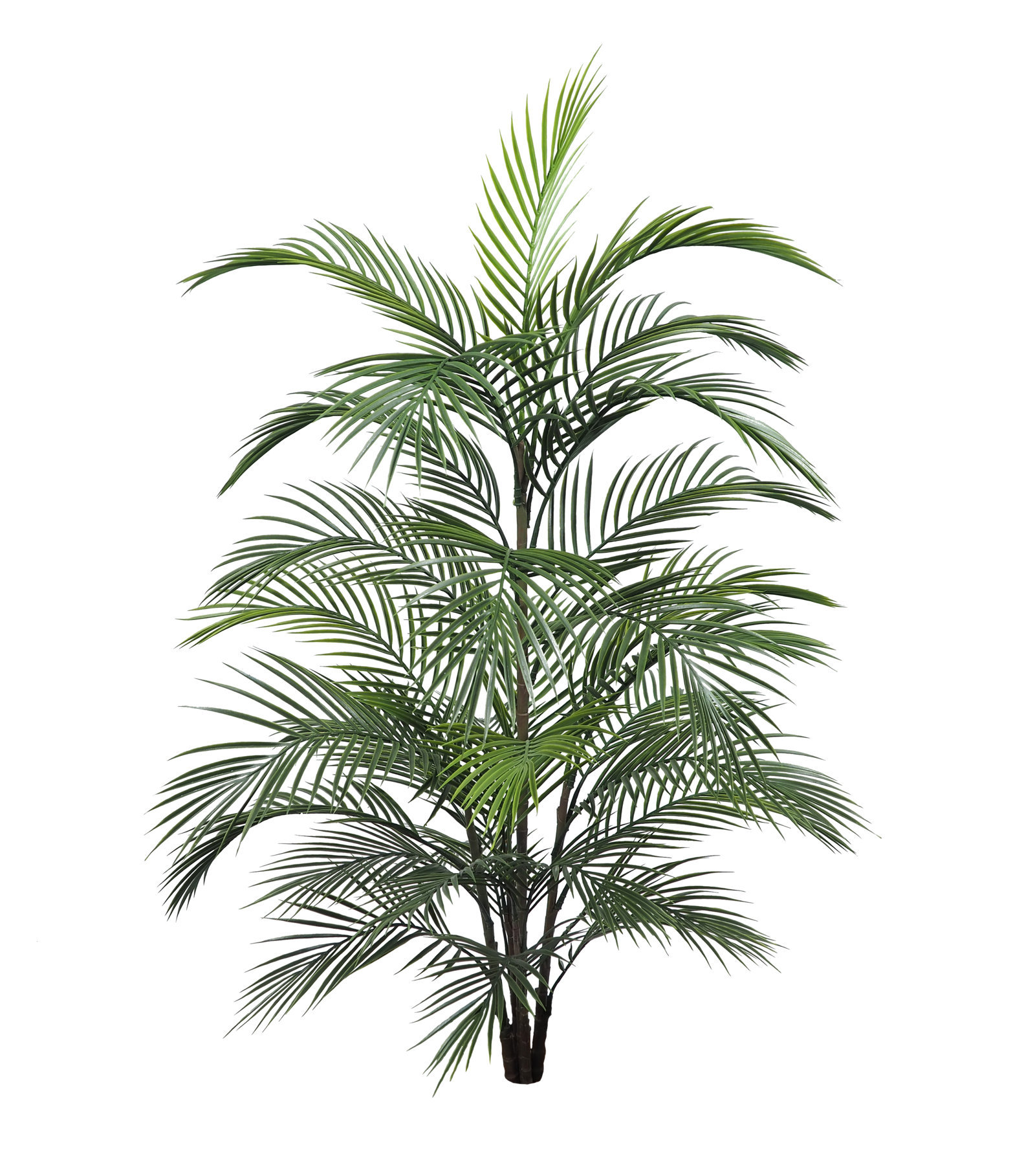 4000760.jpg Areca Salvaje sin maceta - 120cm - Imagen 1