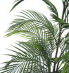 Areca Salvaje sin maceta - 120cm - Imagen 2