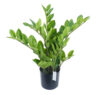 Zamioculcas con maceta - 40cm.