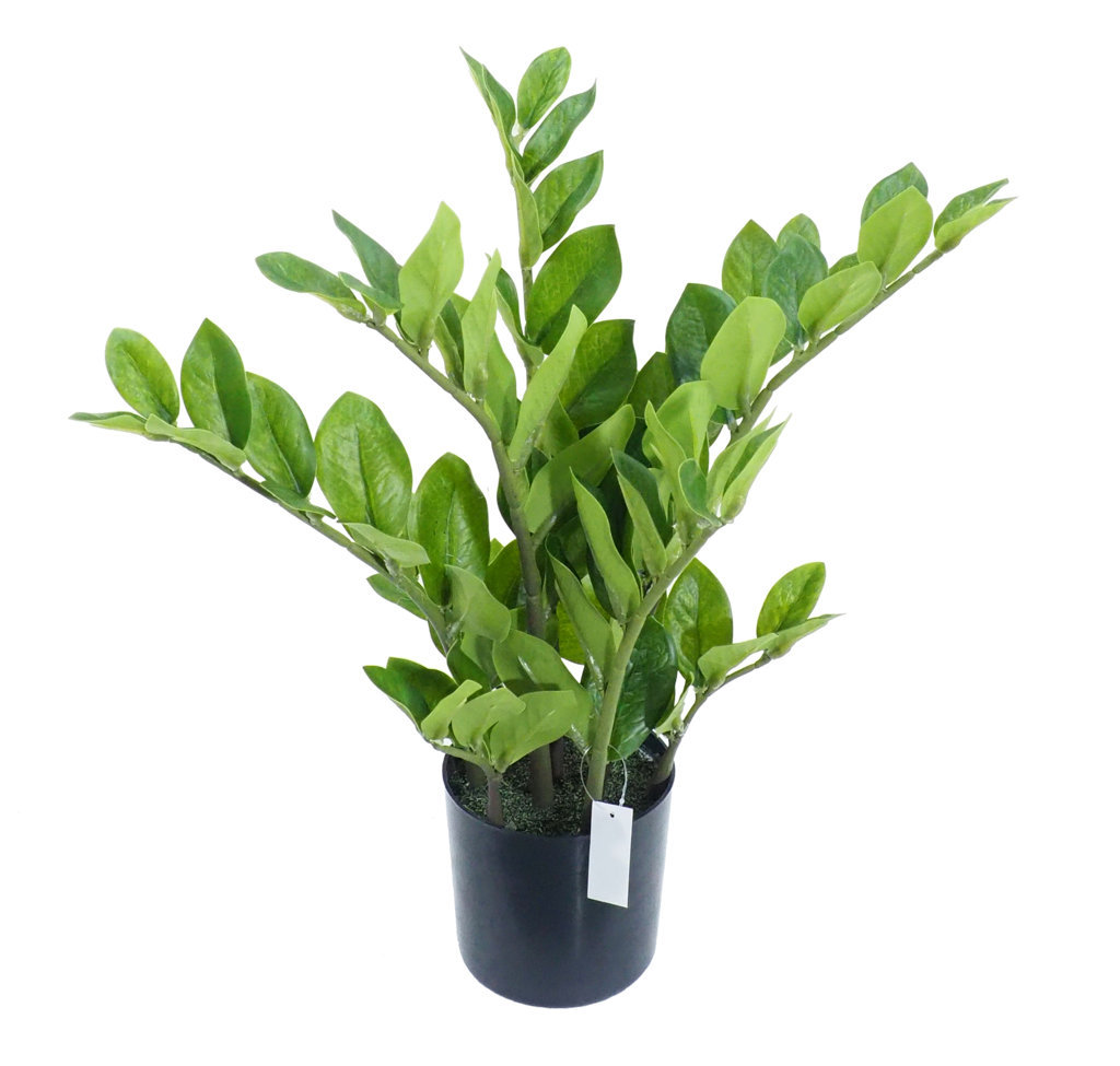 4000790.jpg Zamioculcas con maceta - 40cm. - Imagen 1