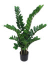 Zamioculcas con maceta Ø15- 90cm