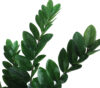 Zamioculcas con maceta Ø15- 90cm - Imagen 2