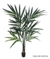 Kentia palm sin montar, incluye maceta - 150cm