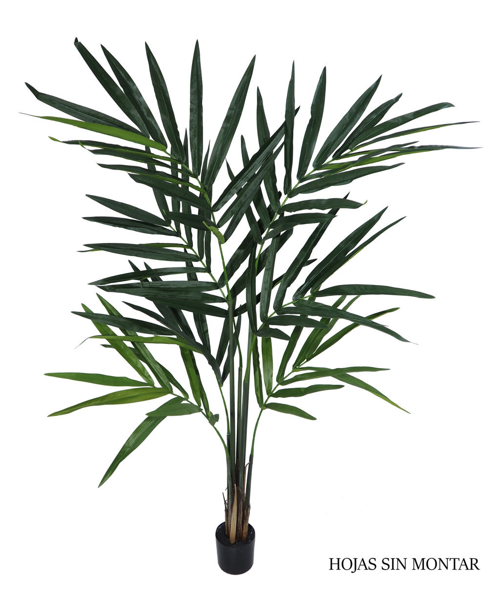 4000801.jpg Kentia palm sin montar, incluye maceta - 150cm - Imagen 1