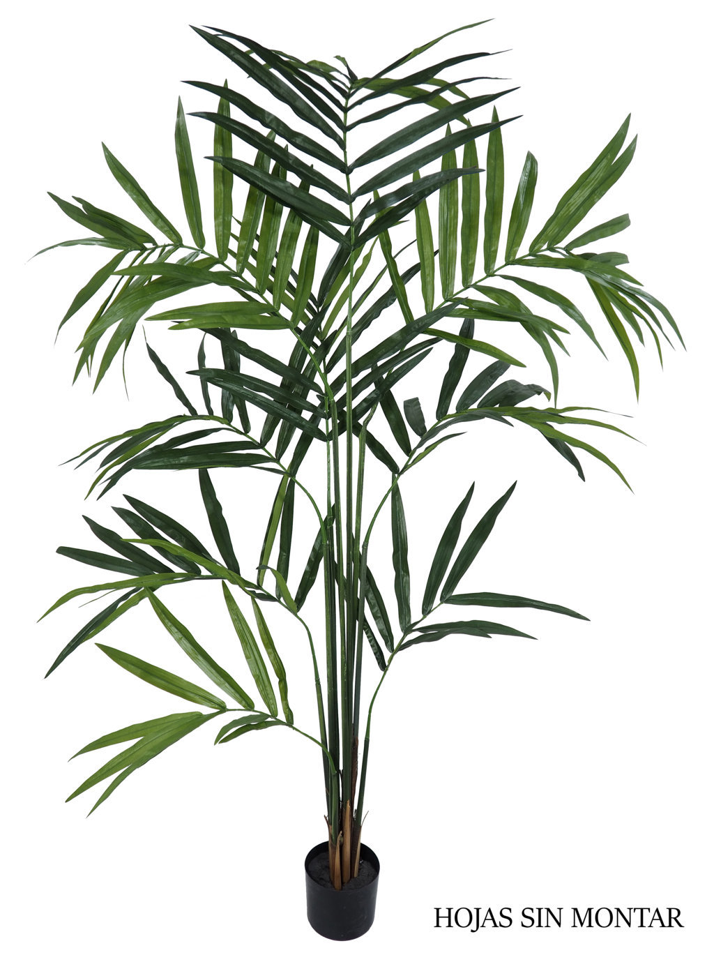 4000803.jpg Kentia palm sin montar, incluye maceta - 210cm - Imagen 1