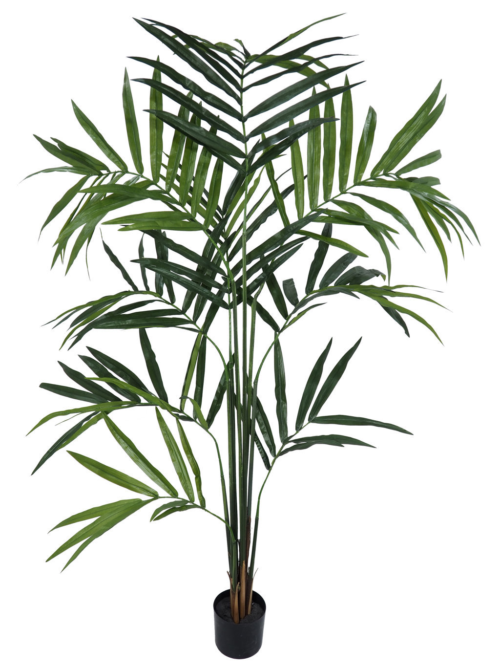 4000803A.jpg Kentia palm montada, incluye maceta - 210cm - Imagen 1