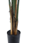 Kentia palm sin montar, incluye maceta - 210cm - Imagen 2