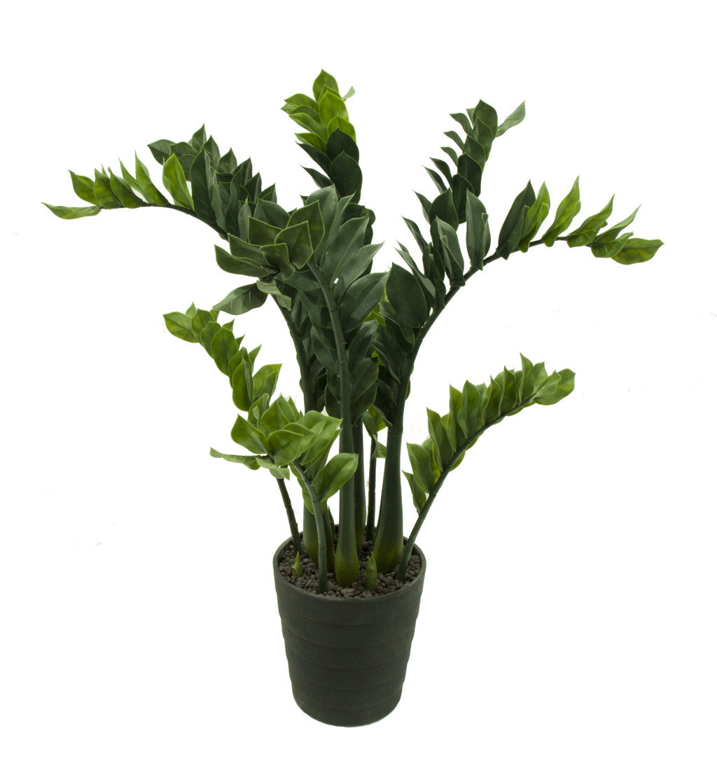 4000812.jpg Zamioculcas con maceta - 90cm - Imagen 1