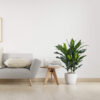 Dracena verde plastico con maceta -Ø60x90 cm