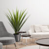Yuca Pandanus con maceta - 100cm