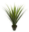 Yuca Pandanus con maceta - 100cm - Imagen 2