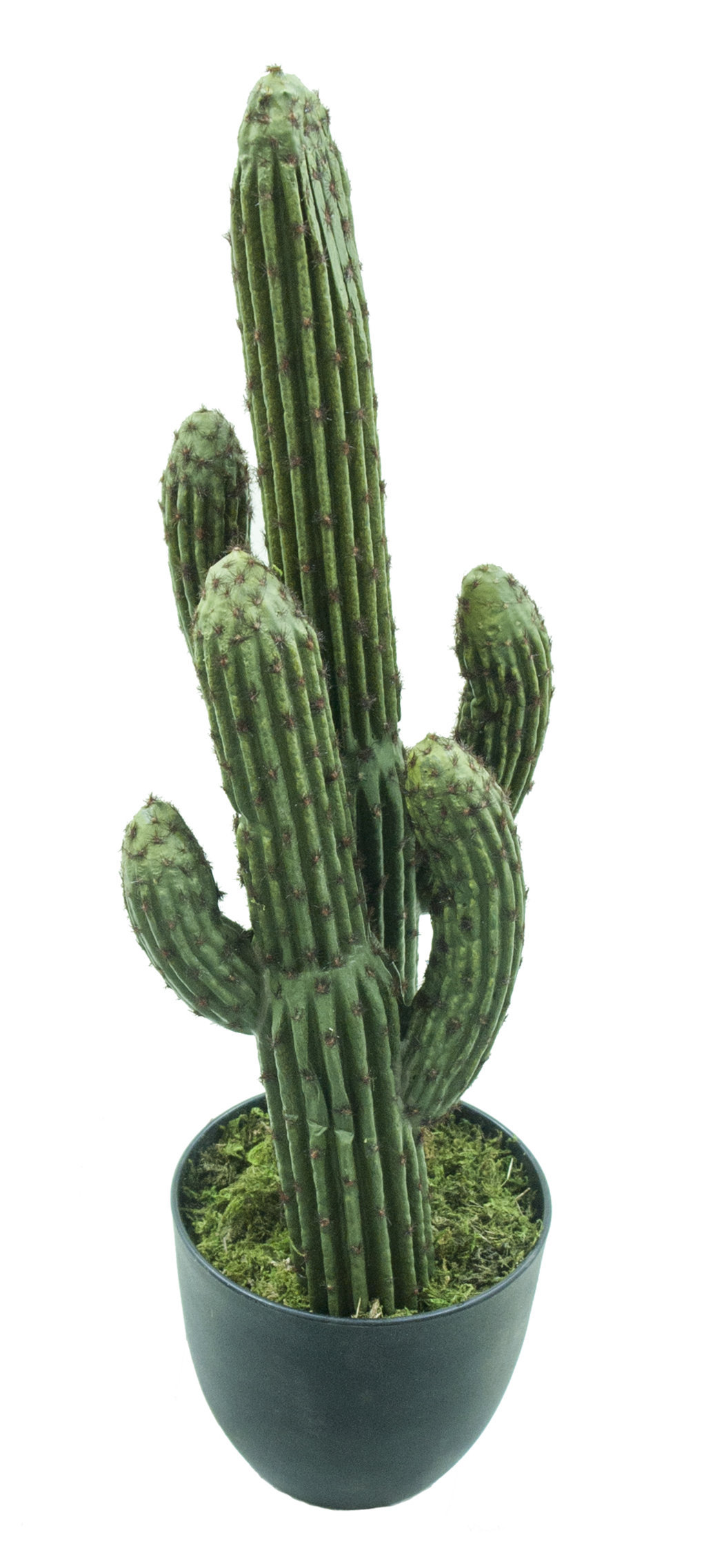 4000920.jpg Cactus Finger 6 tallos c/maceta-60cm. - Imagen 1
