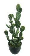 Cactus Opuntia 4 tallos con maceta-60cm. - Imagen 2