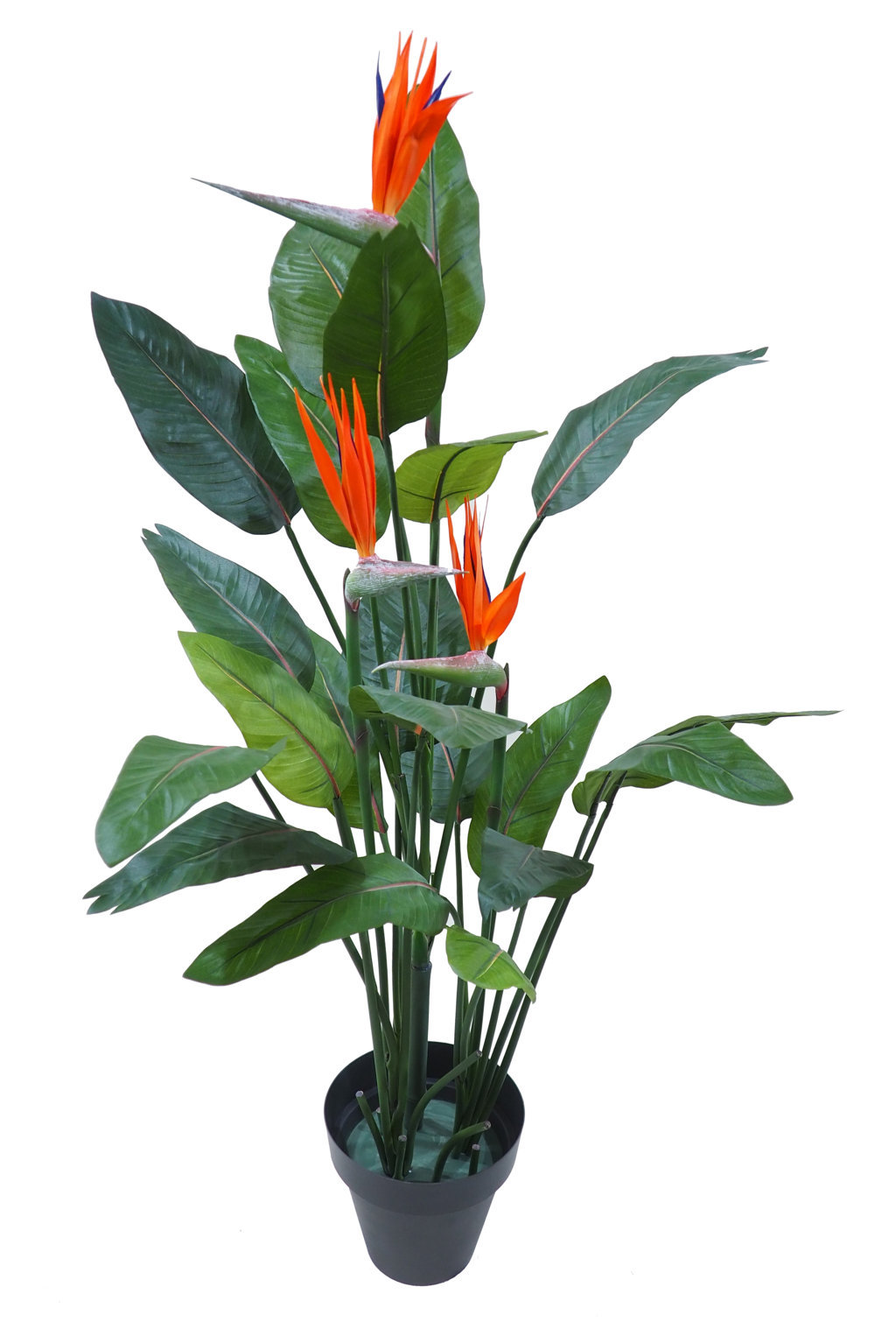 4001100C.jpg Ave del paraiso con 3 flores+21hojas - 150cm.C/M - Imagen 1