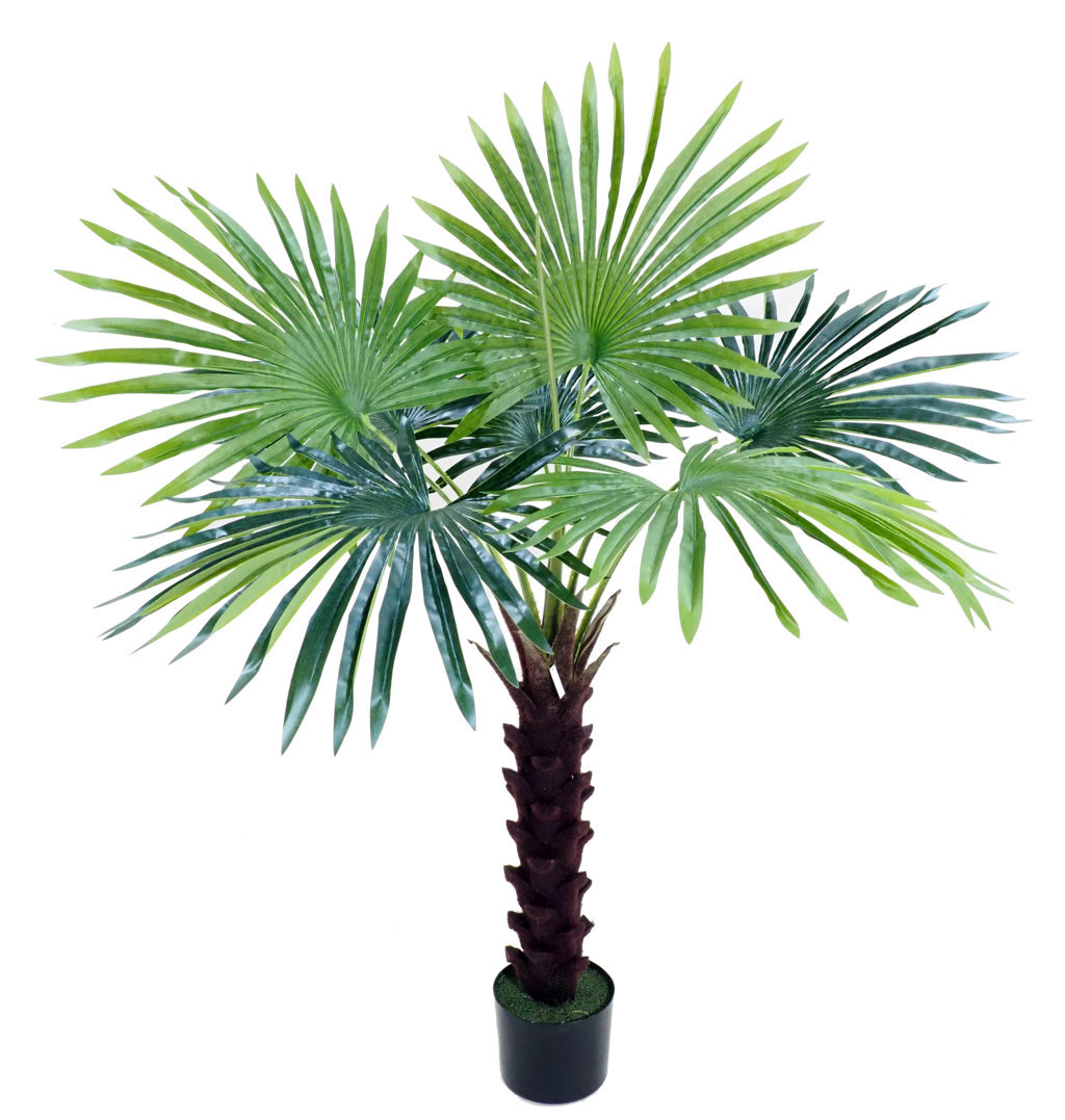 4001140.jpg Palmera Palmito con maceta -120cm. - Imagen 1