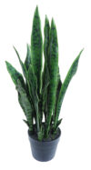 Sansevieria Verde con maceta - 70cm.