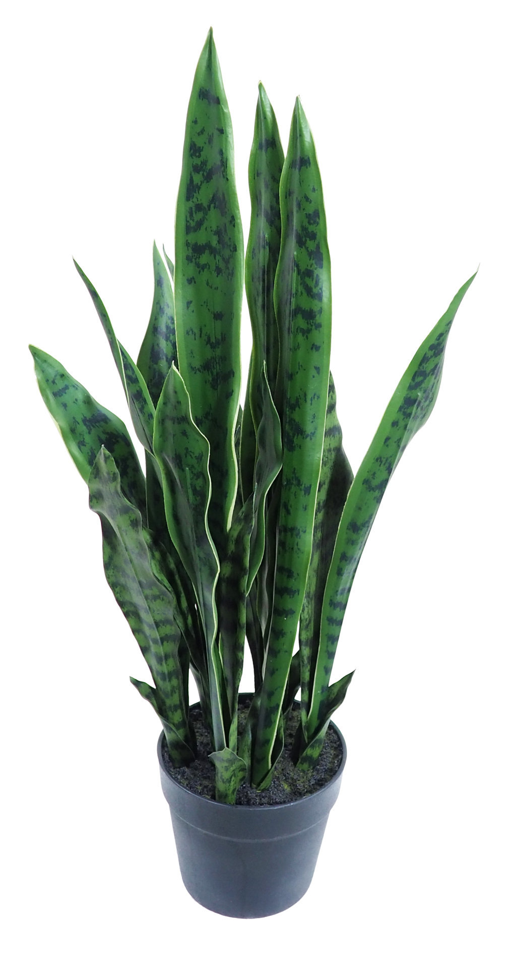 4001170.jpg Sansevieria Verde con maceta - 70cm. - Imagen 1