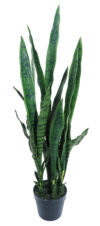 Sansevieria Verde con maceta - 100cm. - Imagen 2
