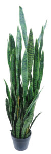Sansevieria Verde con maceta - 125cm.