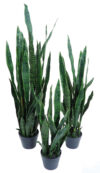 Sansevieria Verde con maceta - 125cm. - Imagen 2