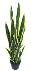 Sansevieria Variegata con maceta - 70cm. - Imagen 2