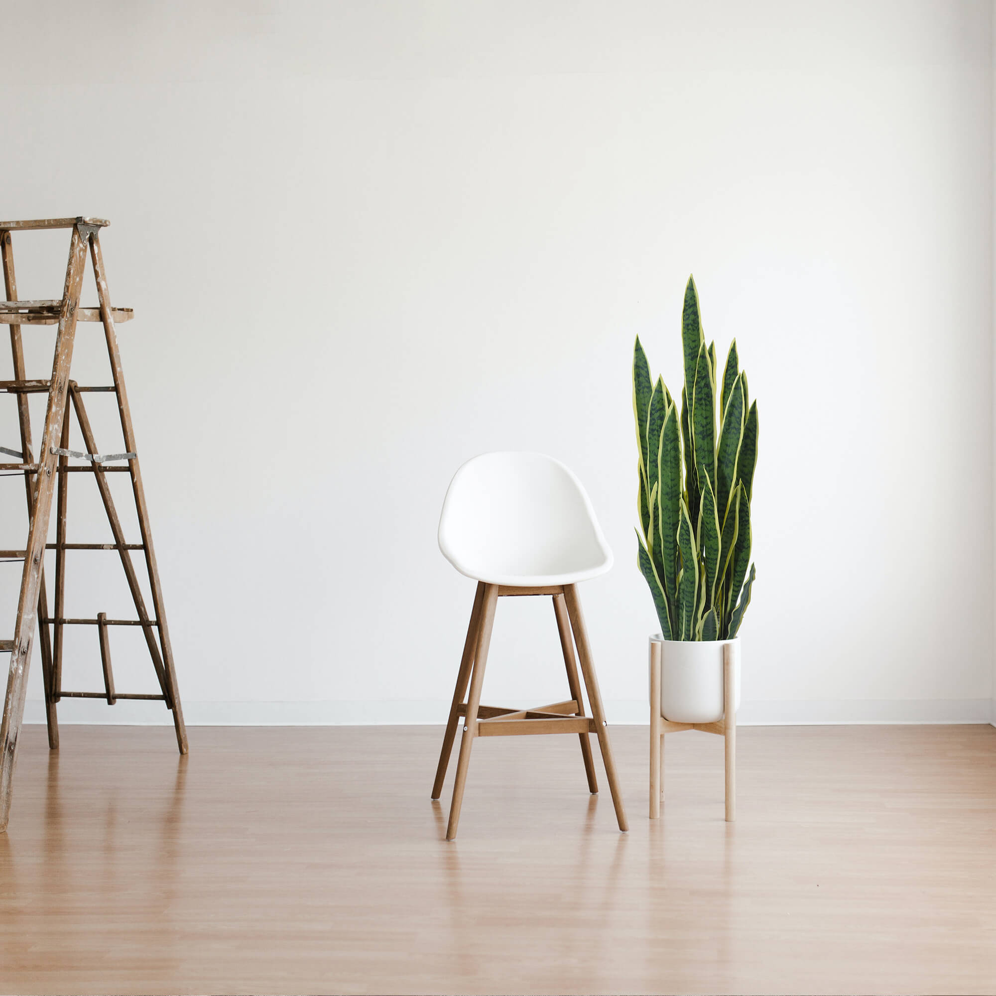 4001181.jpg Sansevieria Variegata con maceta - 100cm. - Imagen 1