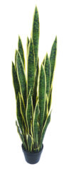 Sansevieria Variegata con maceta - 100cm. - Imagen 2