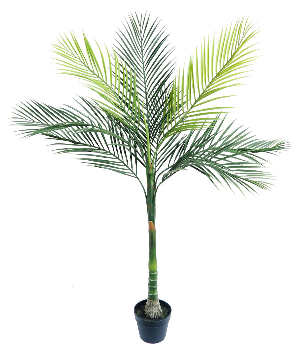 4001190.jpg Areca Oriental con maceta - 150cm. - Imagen 1
