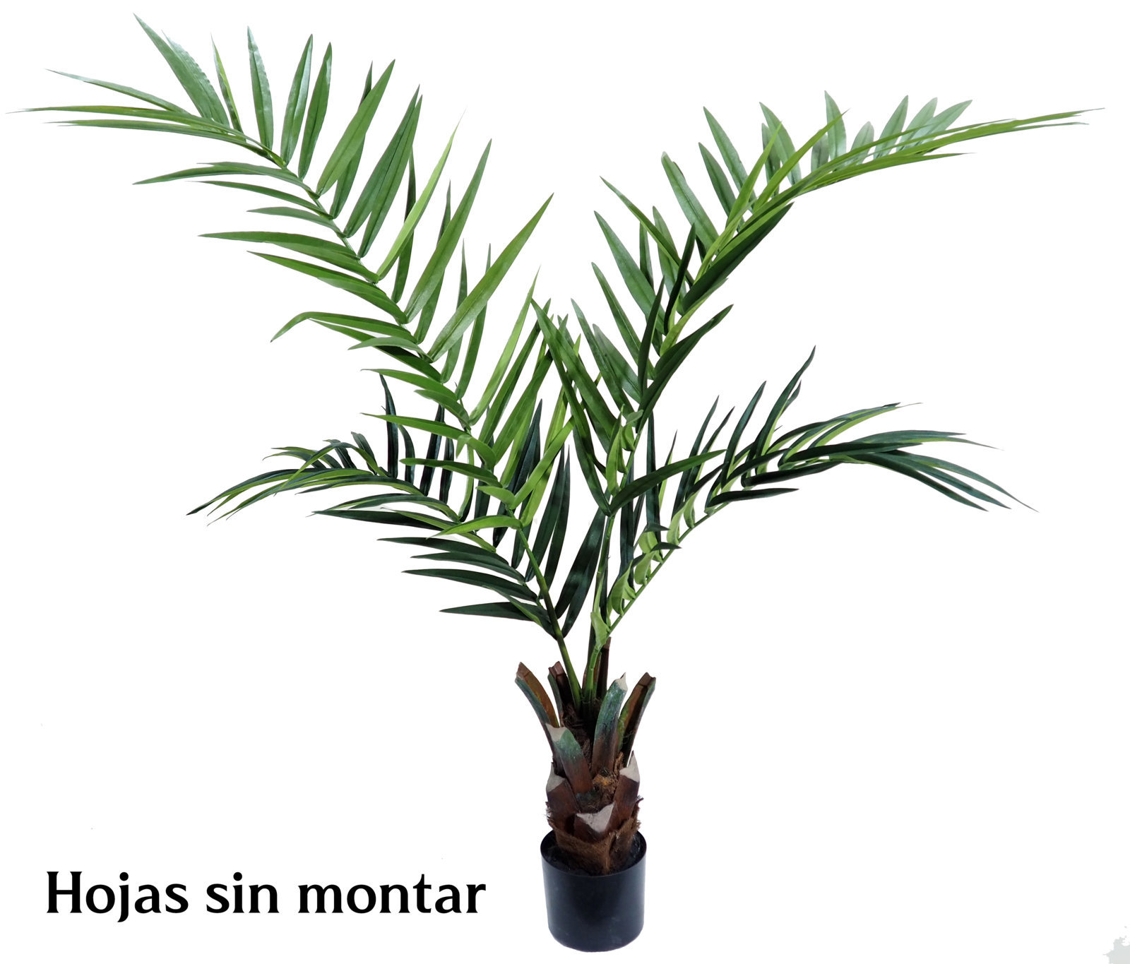 4001210.jpg Kentia Palm Care C/Mac. - 120cm. SIN MONTAR - Imagen 1