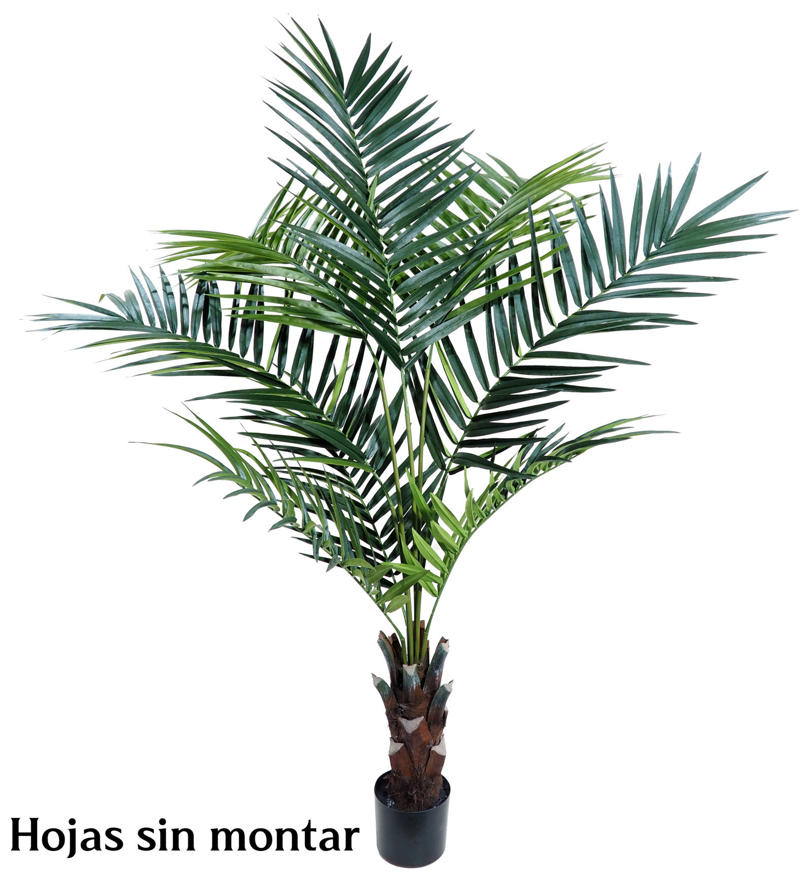 4001212.jpg Kentia Palm Care con maceta - 180cm. SIN MONTAR - Imagen 1