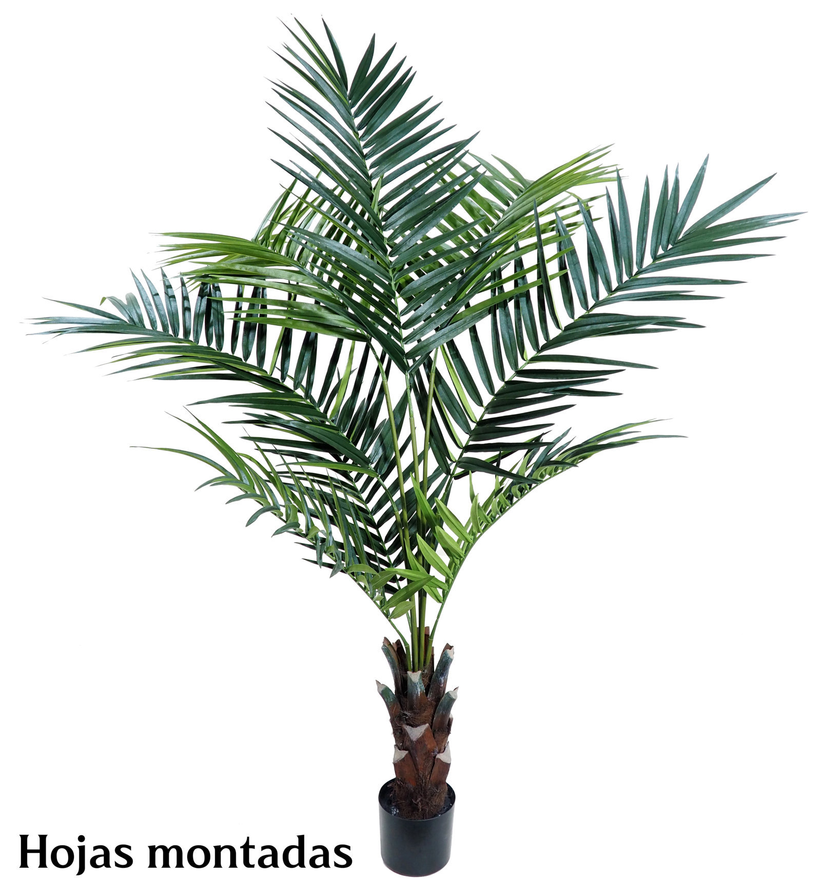 4001212A.jpg Kentia Palm Care con maceta - 180cm. MONTADA - Imagen 1