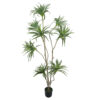 Dracena variegata 400 hojas con maceta- 180 cm.