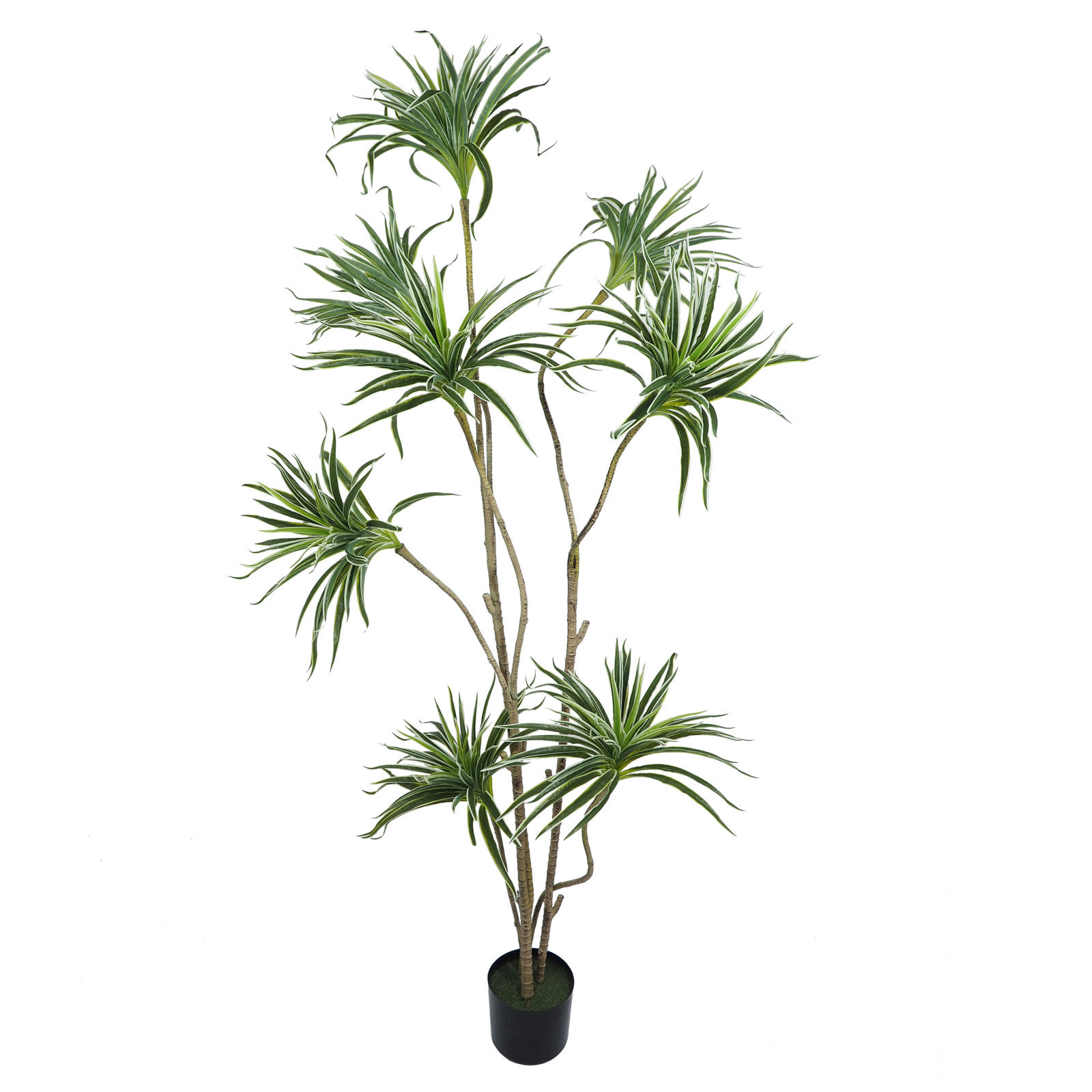 4001260.jpg Dracena variegata 400 hojas con maceta- 180 cm. - Imagen 1