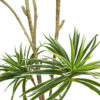 Dracena variegata 400 hojas con maceta- 180 cm. - Imagen 2