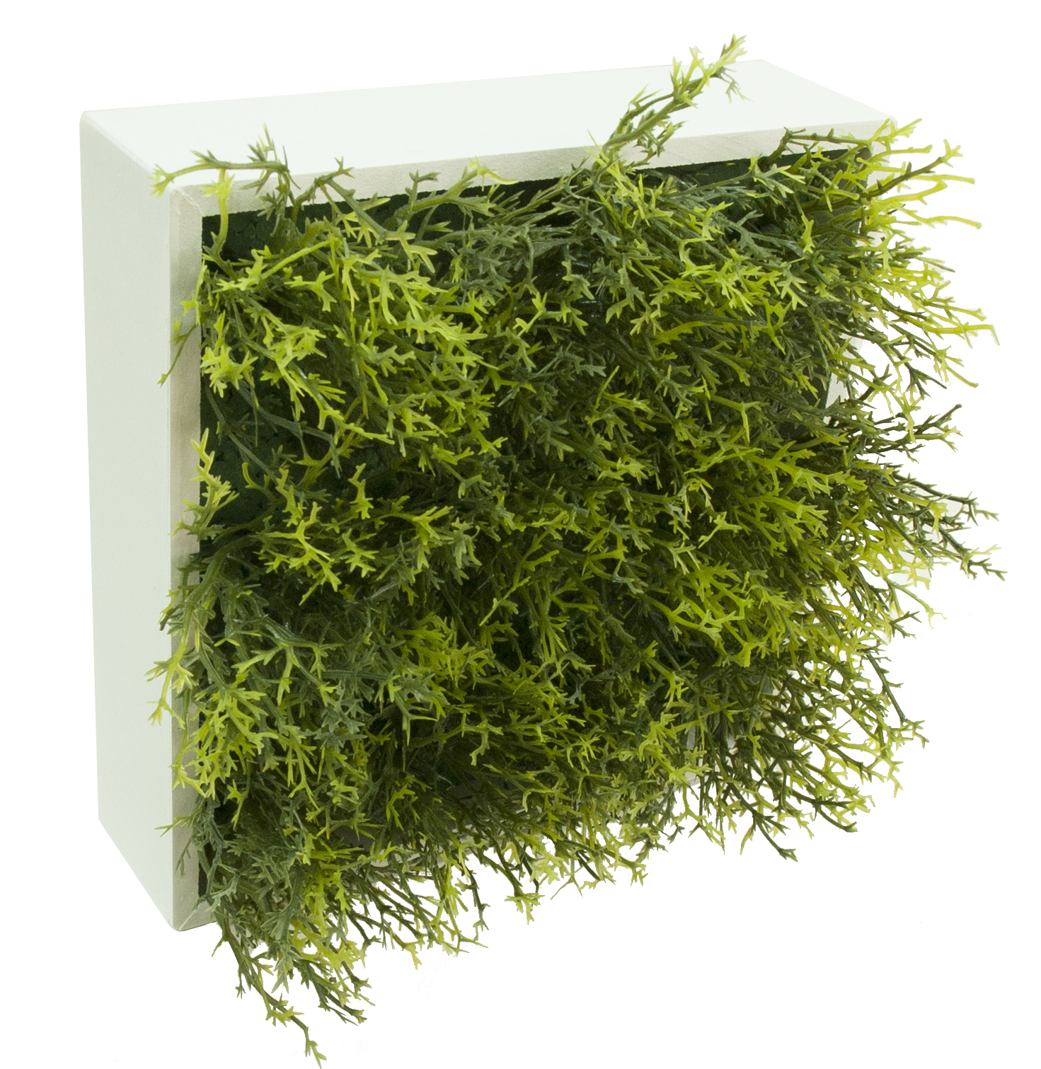 4709142.jpg Concobox Alga verde base blanca - 20x20x12cm - Imagen 1