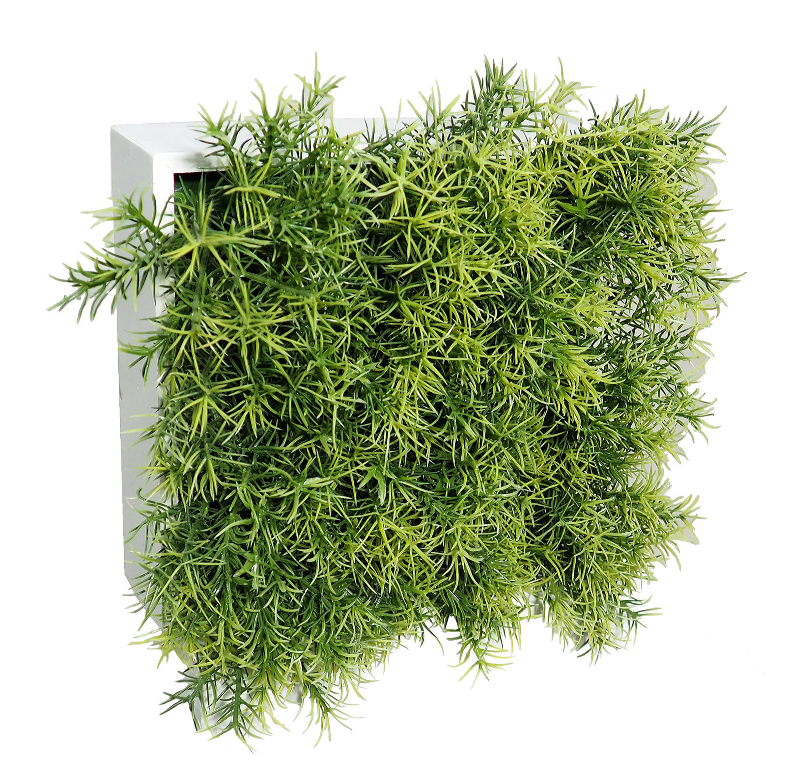 4709242.jpg Concobox Springeri verde base blanca - 20x20x12cm - Imagen 1