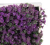Concobox Verbena Lila base blanca - 20x20x10cm - Imagen 2