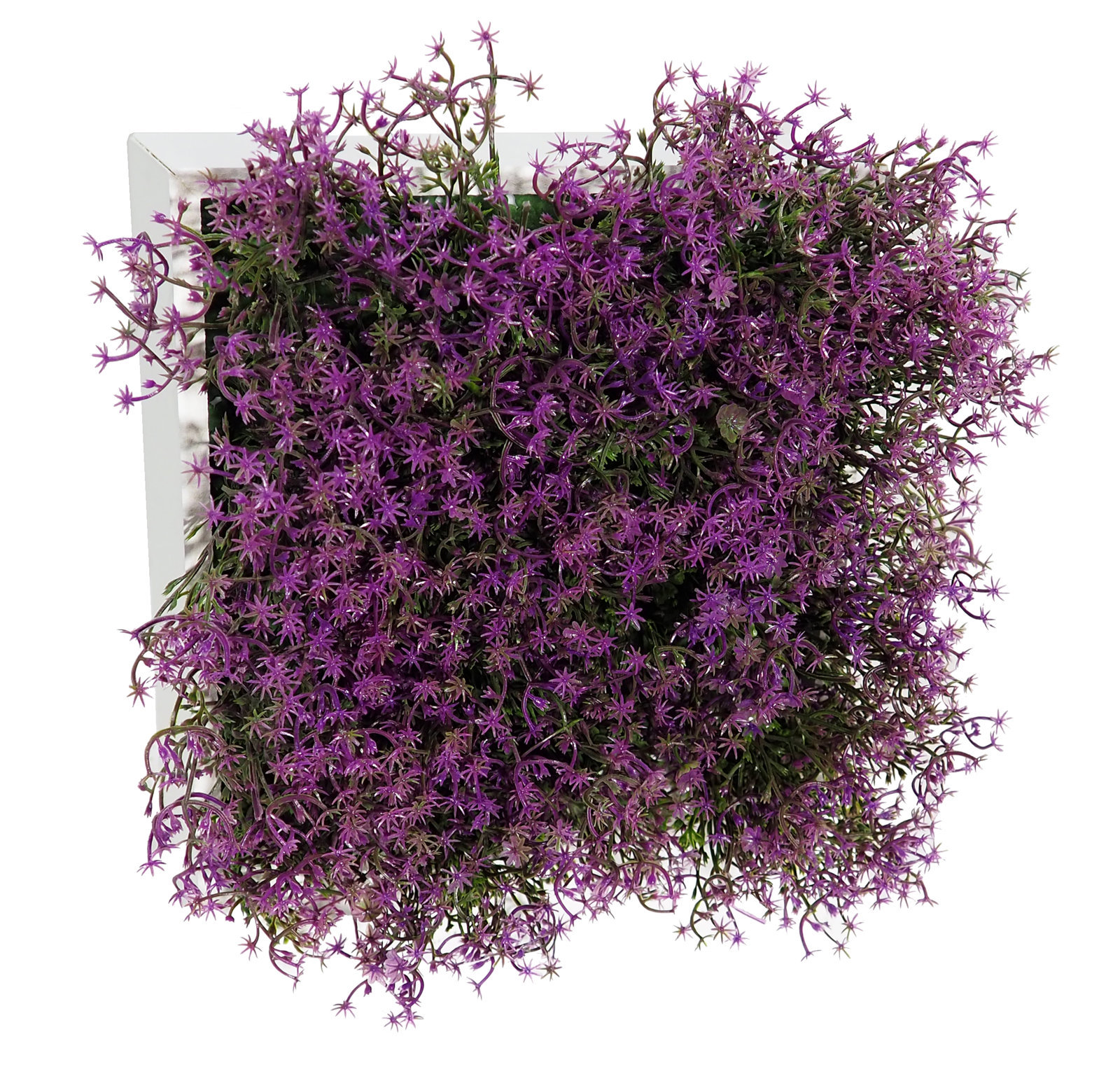 4709422.jpg Concobox Gipsofila morada base blanca - 20x20x12cm - Imagen 1