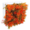 Concobox Springeri naranja base blanca -20x20x12cm