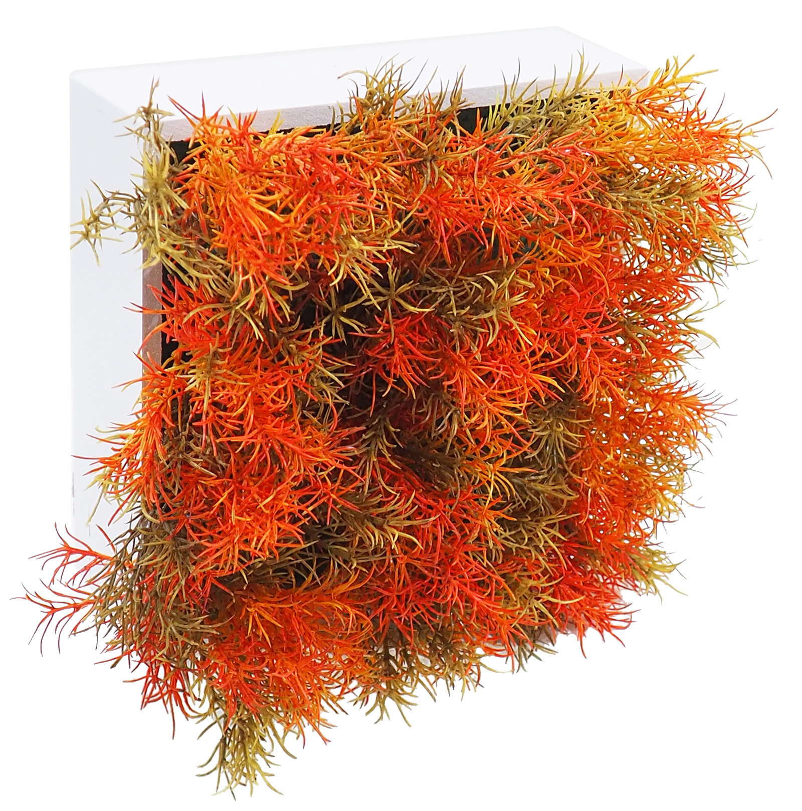 4709432.jpg Concobox Springeri naranja base blanca -20x20x12cm - Imagen 1